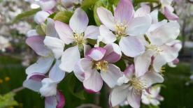 Latsch: Obstwiese mit ca. 1.800 m² zu verkaufen