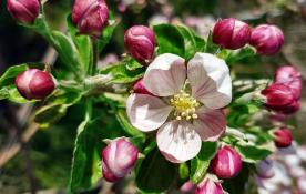 Latsch: Obstwiese mit ca. 2.400 m² zu verkaufen