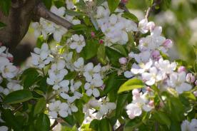 Laas: Obstwiese mit ca. 3.900 m² zu verkaufen