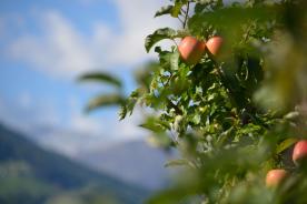 Tisens: Obstwiese mit ca. 1.200 m² zu verkaufen