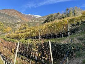 Latsch/Goldrain: Weingut mit ca. 7.200 m² in herrlicher Lage am Sonnenberg zu verkaufen