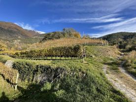 Latsch/Goldrain: Weingut mit ca. 7.200 m² in herrlicher Lage am Sonnenberg zu verkaufen