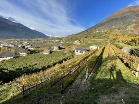 Latsch/Goldrain: Weingut mit ca. 7.200 m² in herrlicher Lage am Sonnenberg zu verkaufen