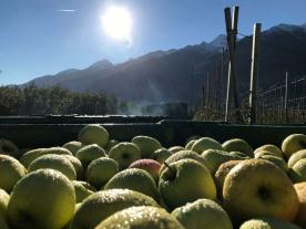 Latsch: Obstwiese mit ca. 1.300 m² zu verkaufen