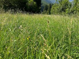 Mals/Laatsch: Futterwiese mit ca. 3.770 m² zu verkaufen