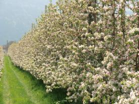 Tisens: Obstwiese mit ca. 800 m² zu verkaufen