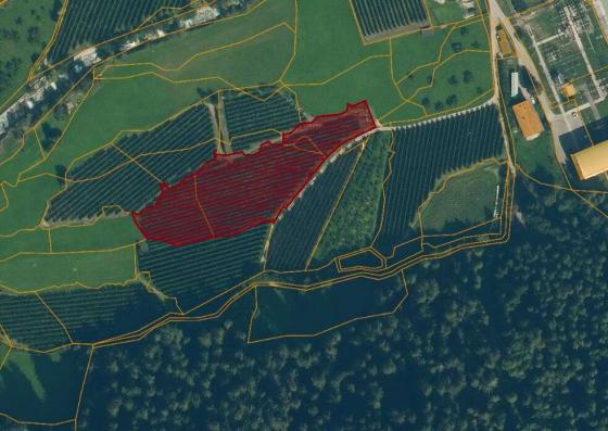 Laas: Obstwiese mit ca. 5.900 m² zu verkaufen