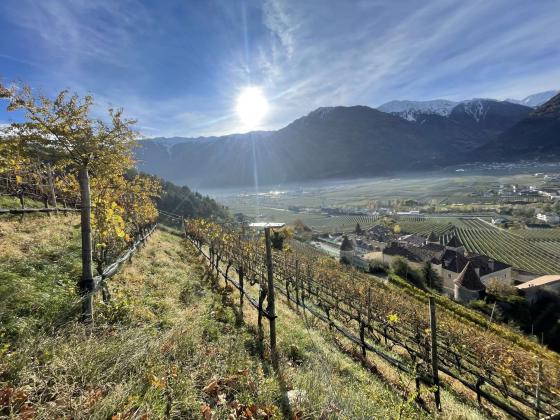 Latsch/Goldrain: Weingut mit ca. 7.200 m² in herrlicher Lage am Sonnenberg zu verkaufen