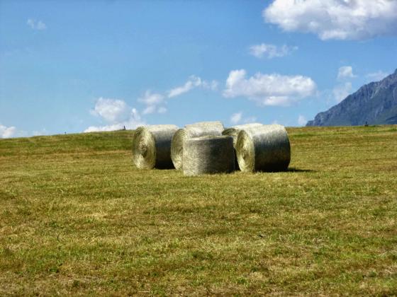 Stilfs: Futterwiese mit ca. 590 m² zu verkaufen