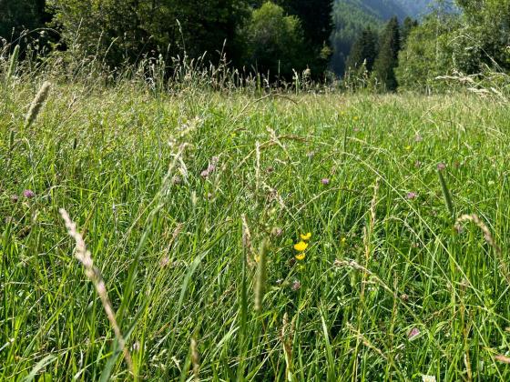 Stilfs: Landwirtschaftliches Grundstück mit ca. 400 m² zu verkaufen