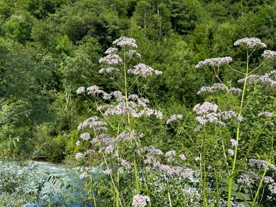 Stilfs: Landwirtschaftliches Grundstück mit ca. 430 m² zu verkaufen