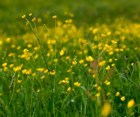 Stilfs: Landwirtschaftliches Grundstück mit ca. 710 m² zu verkaufen